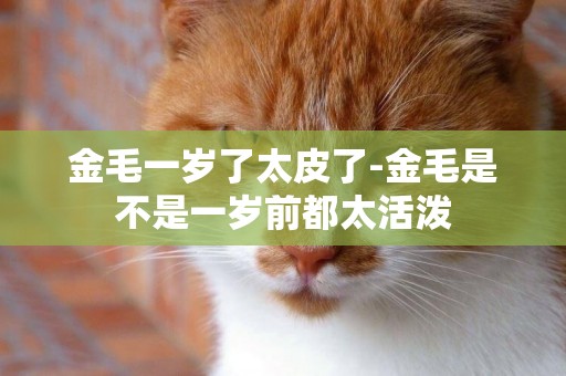 金毛一歲了太皮了-金毛是不是一歲前都太活潑