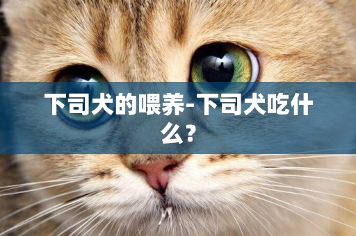 下司犬的喂養-下司犬吃什么？