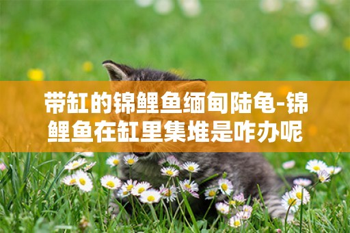 帶缸的錦鯉魚緬甸陸龜-錦鯉魚在缸里集堆是咋辦呢