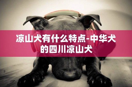 涼山犬有什么特點-中華犬的四川涼山犬