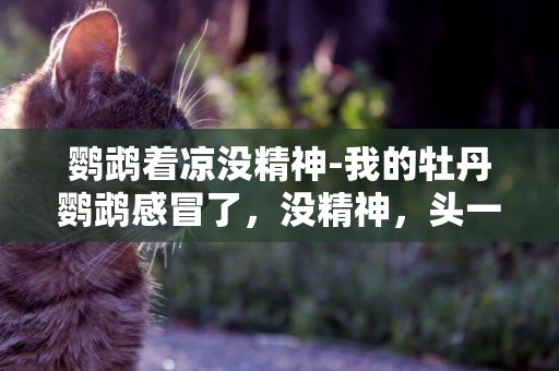 鸚鵡著涼沒精神-我的牡丹鸚鵡感冒了，沒精神，頭一直放后面怎么辦