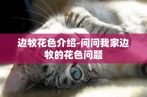 邊牧花色介紹-問問我家邊牧的花色問題