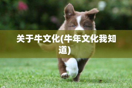關于牛文化(牛年文化我知道) 