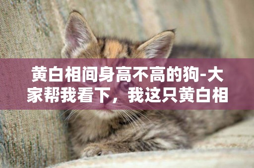 黃白相間身高不高的狗-大家幫我看下，我這只黃白相間的狗狗是什么品種