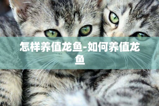 怎樣養值龍魚-如何養值龍魚