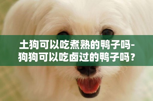 土狗可以吃煮熟的鴨子嗎-狗狗可以吃鹵過的鴨子嗎？我喂它吃了好多，現在才反應過來。它可以吃嗎