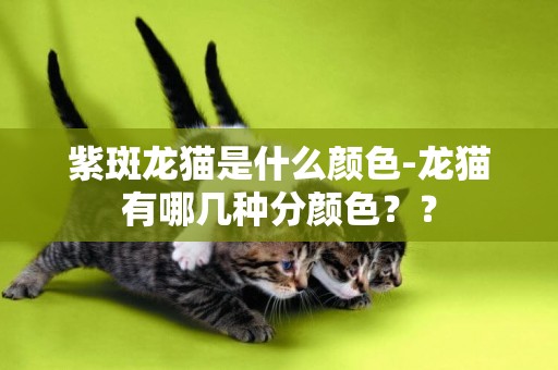 紫斑龍貓是什么顏色-龍貓有哪幾種分顏色？？