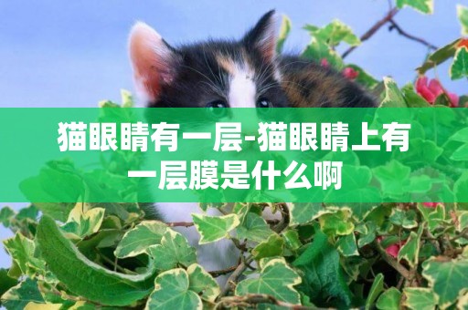 貓眼睛有一層-貓眼睛上有一層膜是什么啊