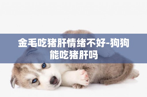 金毛吃豬肝情緒不好-狗狗能吃豬肝嗎