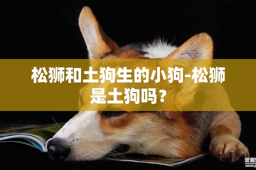 松獅和土狗生的小狗-松獅是土狗嗎？