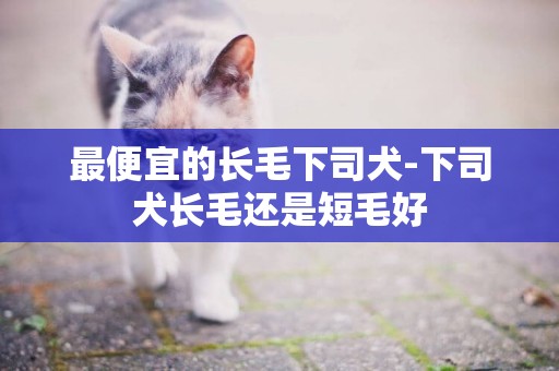 最便宜的長毛下司犬-下司犬長毛還是短毛好