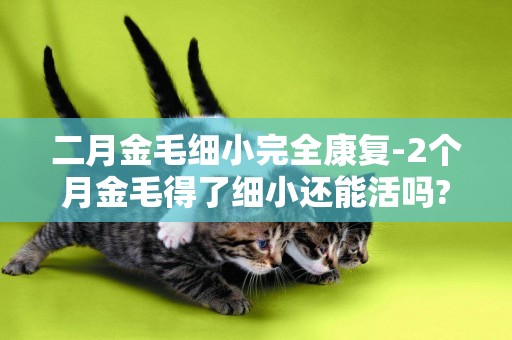 二月金毛細小完全康復-2個月金毛得了細小還能活嗎?