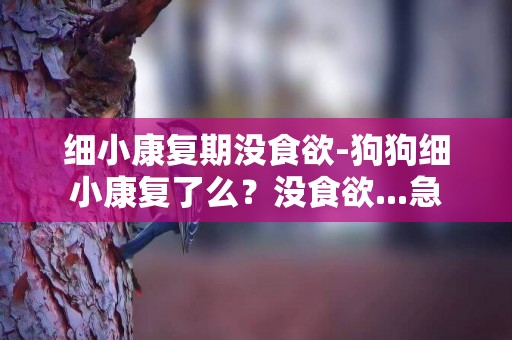 細小康復期沒食欲-狗狗細小康復了么？沒食欲...急