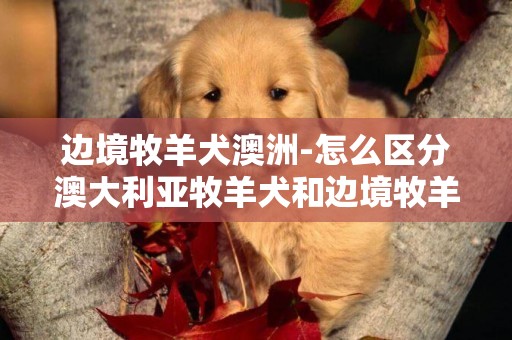 邊境牧羊犬澳洲-怎么區分澳大利亞牧羊犬和邊境牧羊犬