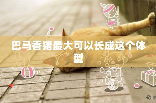 巴馬香豬最大可以長成這個體型