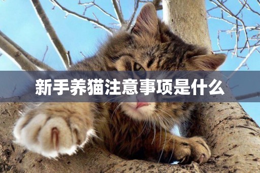 新手養貓注意事項是什么