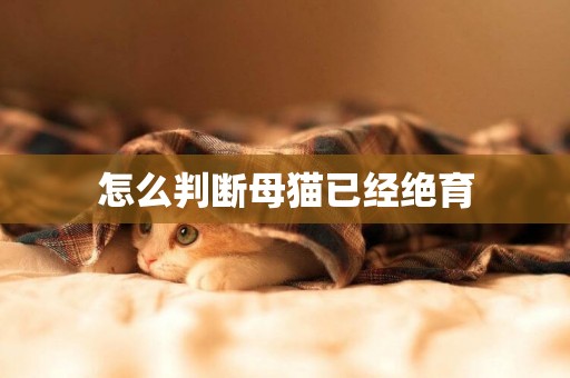 怎么判斷母貓已經絕育