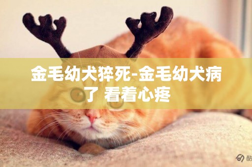 金毛幼犬猝死-金毛幼犬病了 看著心疼