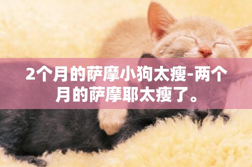 2個月的薩摩小狗太瘦-兩個月的薩摩耶太瘦了。