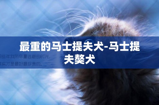 最重的馬士提夫犬-馬士提夫獒犬