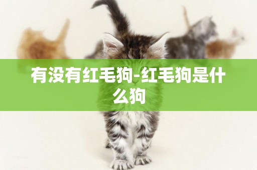 有沒有紅毛狗-紅毛狗是什么狗