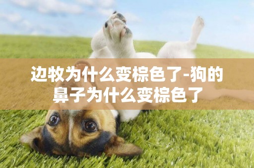 邊牧為什么變棕色了-狗的鼻子為什么變棕色了