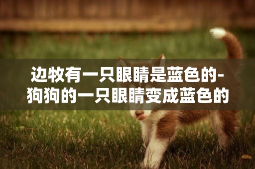 邊牧有一只眼睛是藍色的-狗狗的一只眼睛變成藍色的是怎么回事？