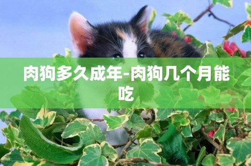 肉狗多久成年-肉狗幾個月能吃