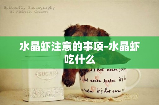 水晶蝦注意的事項-水晶蝦吃什么