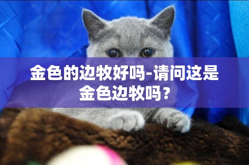 金色的邊牧好嗎-請問這是金色邊牧嗎？