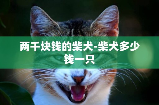 兩千塊錢的柴犬-柴犬多少錢一只