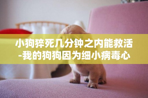 小狗猝死幾分鐘之內能救活-我的狗狗因為細小病毒心肌猝死沒能救活，我很傷心，我想知道狗狗死后會去天堂嗎