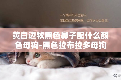 黃白邊牧黑色鼻子配什么顏色母狗-黑色拉布拉多母狗 配種什么顏色的好