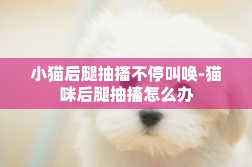 小貓后腿抽搐不停叫喚-貓咪后腿抽搐怎么辦