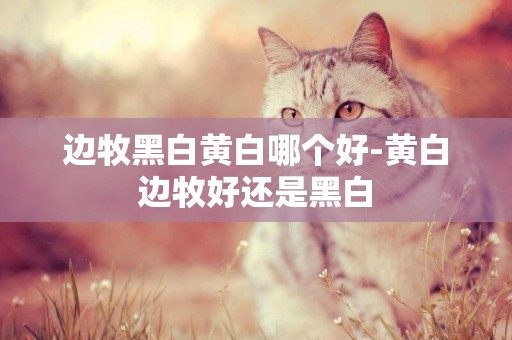 邊牧黑白黃白哪個好-黃白邊牧好還是黑白