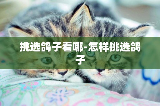 挑選鴿子看哪-怎樣挑選鴿子