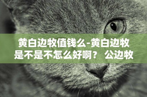 黃白邊牧值錢么-黃白邊牧是不是不怎么好啊？ 公邊牧小的時候比母的發育晚嗎？