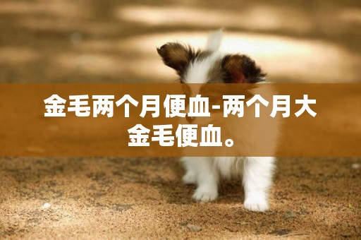 金毛兩個月便血-兩個月大金毛便血。