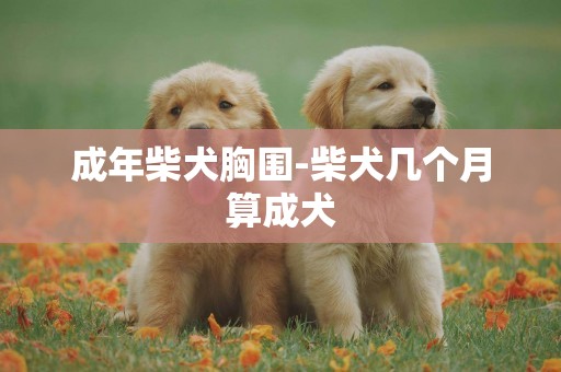 成年柴犬胸圍-柴犬幾個月算成犬