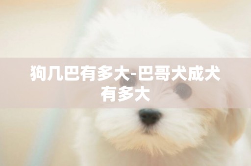 狗幾巴有多大-巴哥犬成犬有多大