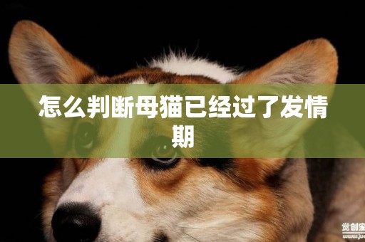 怎么判斷母貓已經過了發情期