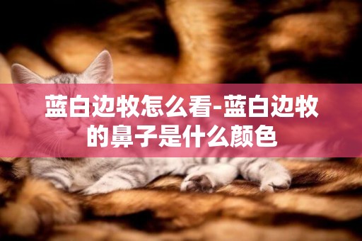 藍白邊牧怎么看-藍白邊牧的鼻子是什么顏色