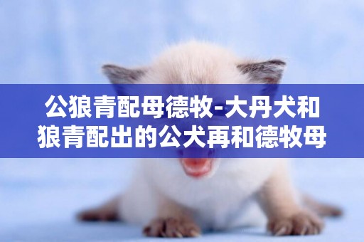 公狼青配母德牧-大丹犬和狼青配出的公犬再和德牧母犬配、下出的犬如何