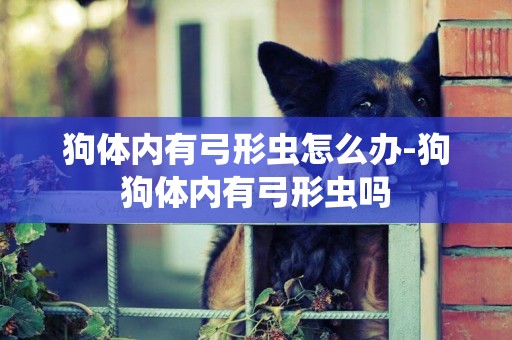 狗體內有弓形蟲怎么辦-狗狗體內有弓形蟲嗎