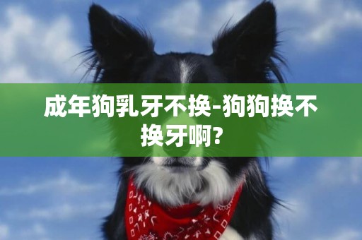 成年狗乳牙不換-狗狗換不換牙啊?