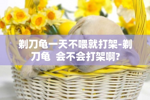 剃刀龜一天不喂就打架-剃刀龜  會不會打架啊?