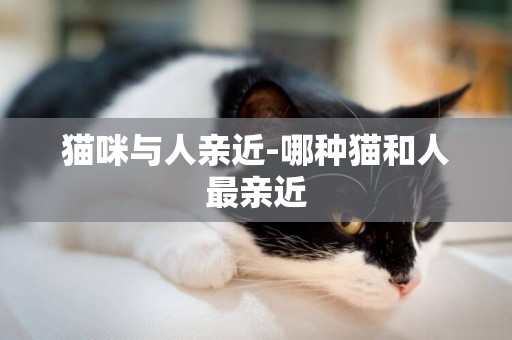 貓咪與人親近-哪種貓和人最親近