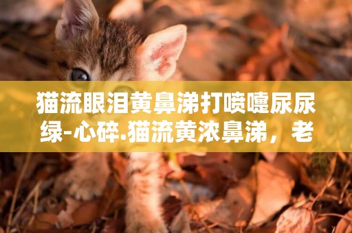 貓流眼淚黃鼻涕打噴嚏尿尿綠-心碎.貓流黃濃鼻涕，老打噴嚏，會不會是貓瘟