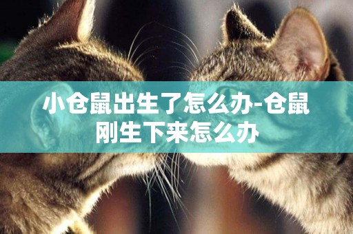 小倉鼠出生了怎么辦-倉鼠剛生下來怎么辦
