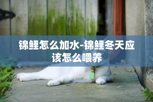 錦鯉怎么加水-錦鯉冬天應該怎么喂養